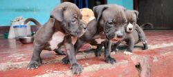 American bully standard size available