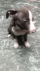I want sell my female puppie