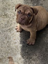 Bully pup ready for new home