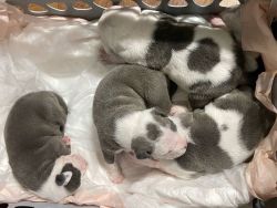 Elite Kennels: American Bully Puppies