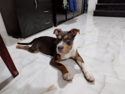 4 months American Bully puppy available