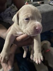 Bluenose Pitbull Puppies