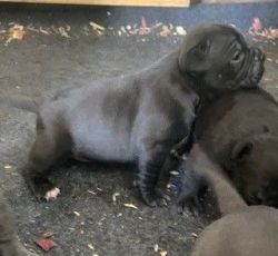 American Bully Puppies-UKC Registered 2-Females and 1-male available