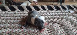 Top quality American bully puppy