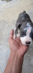 American Bully puppy , 45 days and counting , female