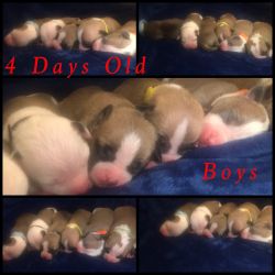 American Bullies for sell to good homes