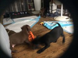 Pit/American bully pups need loving homes
