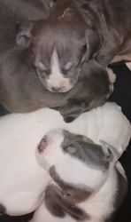 American bully pups 4xch lucky luciano,1xgrch shamrock,phenom stacked