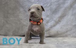 American Bully/ Red Nose pit