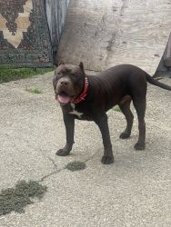 XL American Bully pup for sale