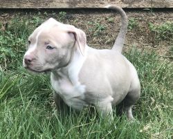 Lilac pups available