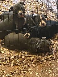 4 Tricolor American Bully puppies for sale