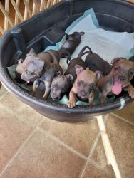 Pit bully puppies