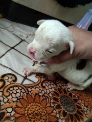 American bully puppy (brown and white colors)