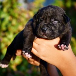 Healthy and cute American Bully for sale