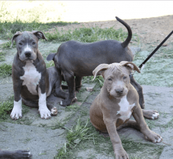 Available Embark tested & ABKC reg bully pups and