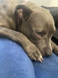 1 year old blue nose pit/ bully mix for sale