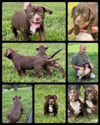 American Bully Pups Ready For You
