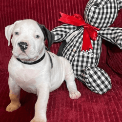 Xl American bully puppies for sale!