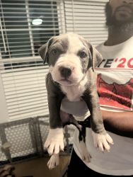 American bully/pitbull adorable active and cute