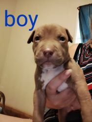Pitbull puppies for sale