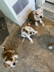 puppies need home