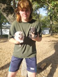 Registerable American Bully puppies