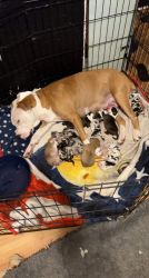 2 male bully pups left