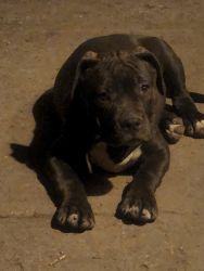 Bossco Bullys puppies available.