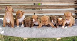 ABKC/ADBA Red-Nose Bully PUPPIES Hollywood/PR