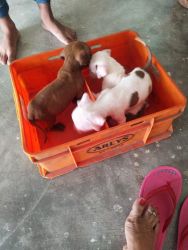 I have 4 American bully puppies. 2 male and 2 female .