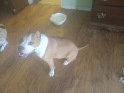 For sale 1 yr old Pocket Bully pitbull pure bred to a good home