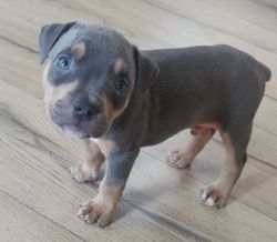 POCKET BULLY PUPPIES AVAILABLE