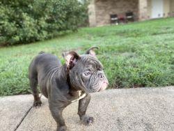 American bully looking for a new home