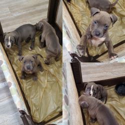 Blue bully puppies