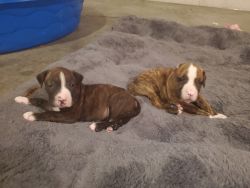 Pit bull pups looking for new home!!