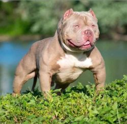XL American Bully puppies for sale