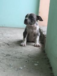 3 months old puppy strong blood line blue eys white feet blue colour