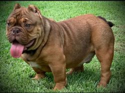 Exotic Male Bully 9 months For Sale