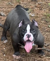Female Exotic Bully 7 months