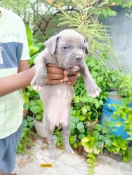 FRESH KENNEL :AMERICAN BULLY PUPPIES FOR SALE IN DELHI VERY ACTIVE
