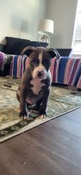 American Bully Male Blue puppy for sales