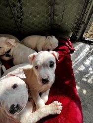 All white bully Pitt puppies
