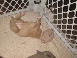XL Bully puppies for sale