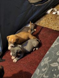 A set of blue male bully twins