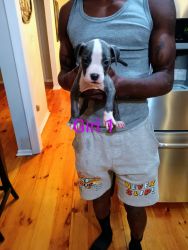 AMERICAN BULLY PUPPIES 1 MALE &4 FEMALES LEFT FOR SALE