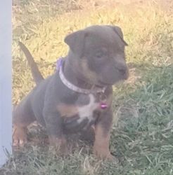 American Bully puppies ABKC