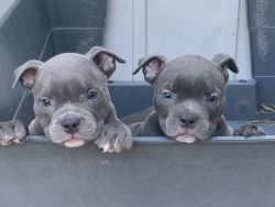 Gorgeous American bully puppies for very low price