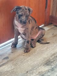 #4 BULLY PUPPIES LEFT! #2 FEMALE LEOPARD SPOTTED MERLES!