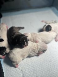 Micro Exotic Bully Puppies